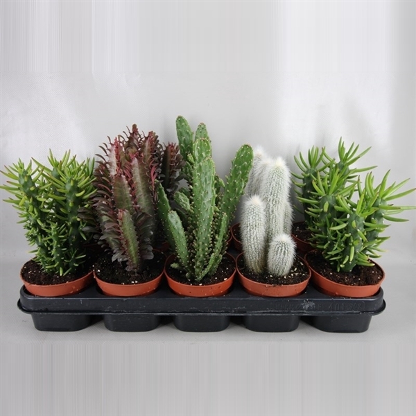 <h4>203 Half hoge zuilen mix 12 cm</h4>