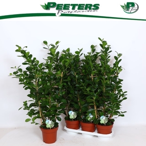 Ficus Microcapra Moclame 19Ø 100cm 6pp