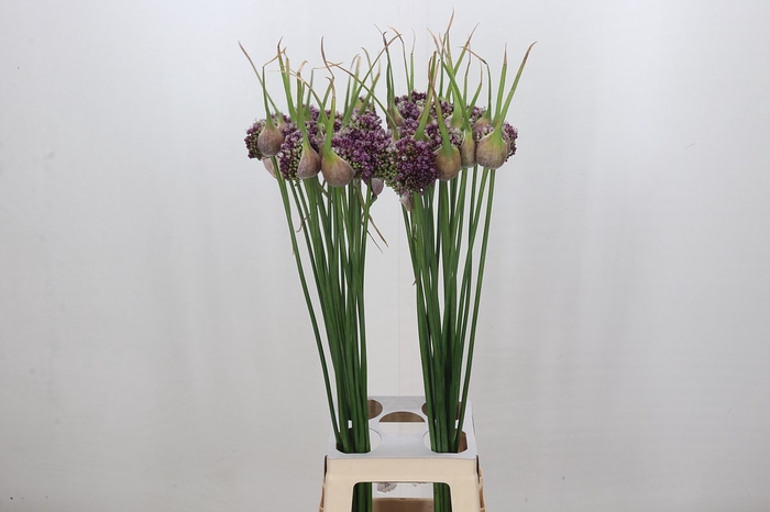 <h4>Allium Lilac Dome</h4>