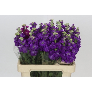 Matthiola Iron Purple
