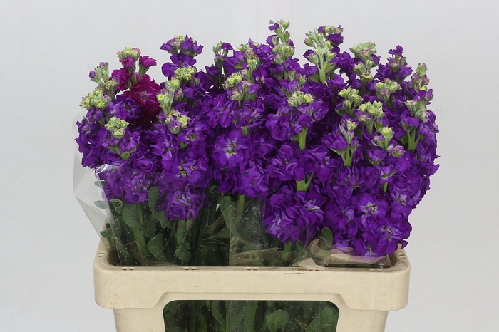 <h4>Matthiola Iron Purple</h4>