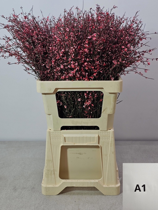 <h4>GINGSTER PB ROOD</h4>