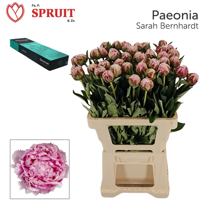 <h4>PAEO L SARA BERNHARD small box 20</h4>