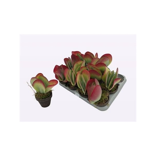 <h4>Kalanchoe Thyrsifl In Keramiek</h4>