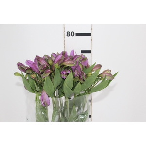 ALSTROEMERIA GALAXY 080 CM LILAS