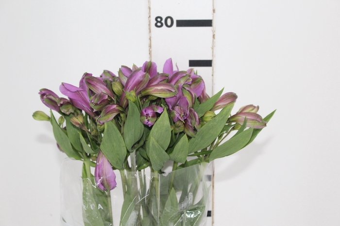 <h4>ALSTROEMERIA GALAXY 080 CM LILAS</h4>