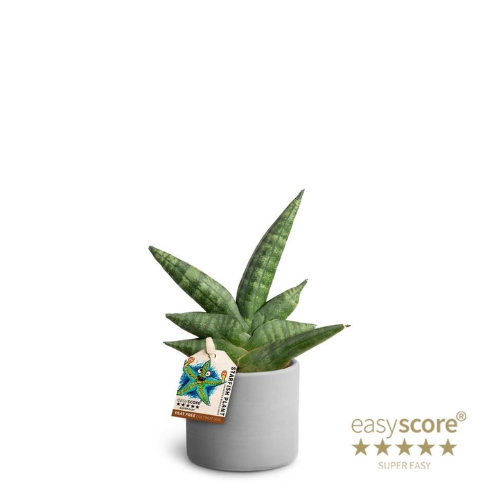<h4>SANSEVIERIA BONCELLENSIS P7 BONCEL RAW GREY</h4>