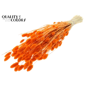 Phalaris per bunch Intense Orange