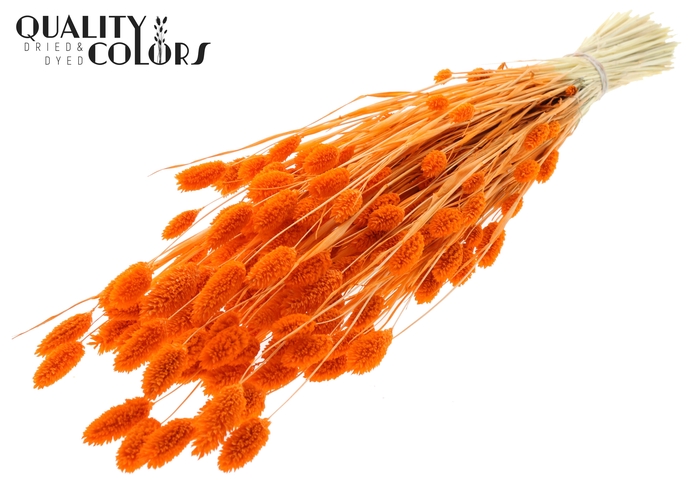 <h4>Phalaris per bunch Intense Orange</h4>
