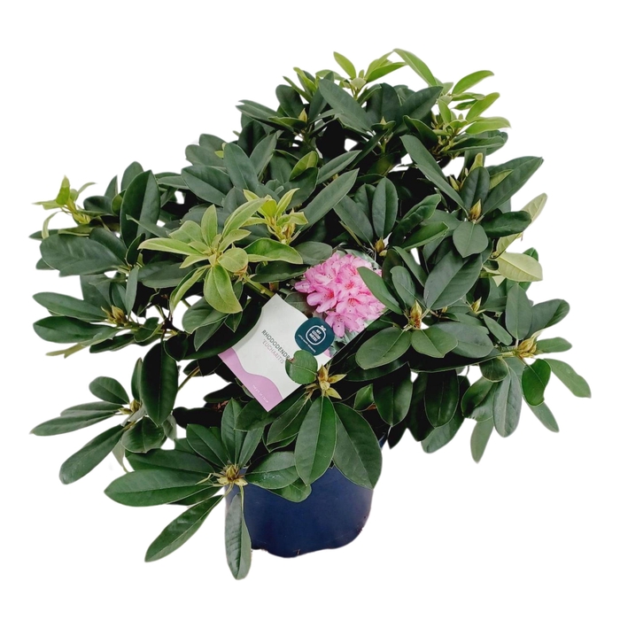 <h4>Rhododendron hybr. 'Eucharitis' C15 70-80</h4>