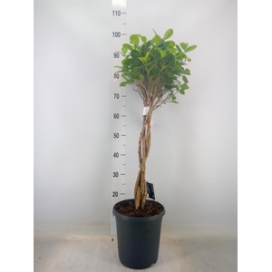 Ficus microcarpa 'Moclame'