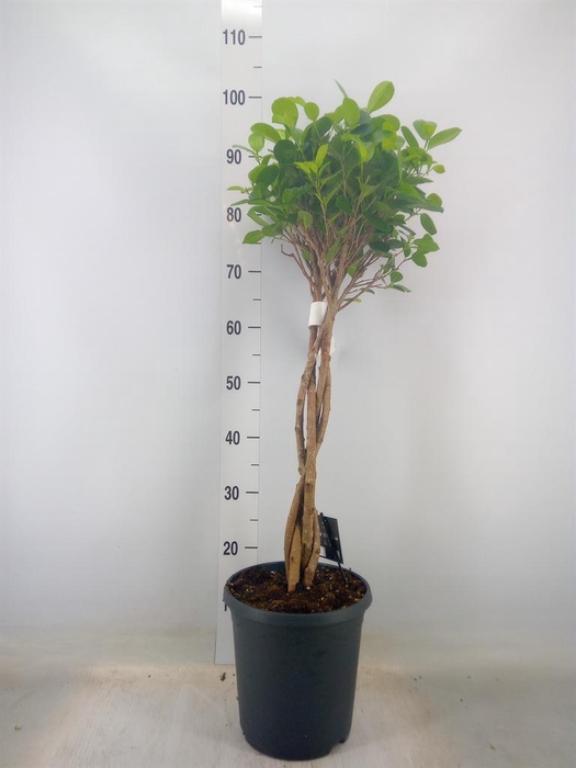 <h4>Ficus microcarpa 'Moclame'</h4>