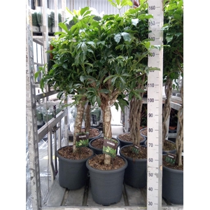 Schefflera arbor. 'Compacta'