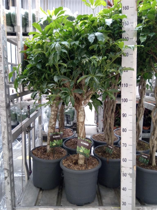 <h4>Schefflera arbor. 'Compacta'</h4>