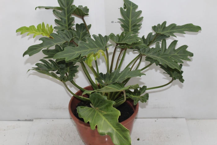 <h4>PHILOD. XANADU P24</h4>