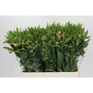 Alstroemeria Selection Bicolor