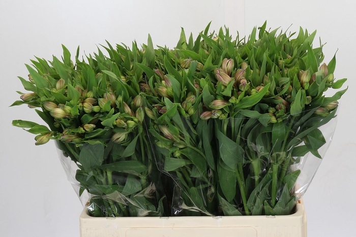 <h4>Alstroemeria Selection Bicolor</h4>