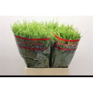 LEPIDIUM GREEN DRAGON