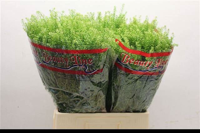 LEPIDIUM GREEN DRAGON