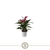 Anthurium Andreanum paars Zizou