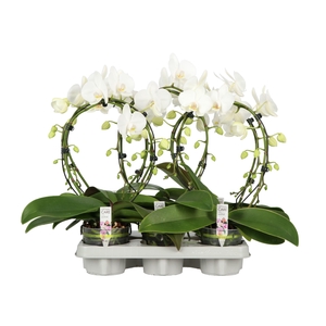 Phal Ellips Aurora 2 Spike