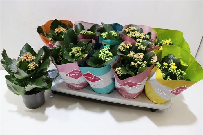 <h4>arr8 Kalanchoe Double Deluxe Mix</h4>