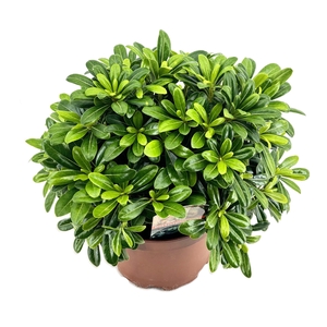 Pittosporum tobira nanum