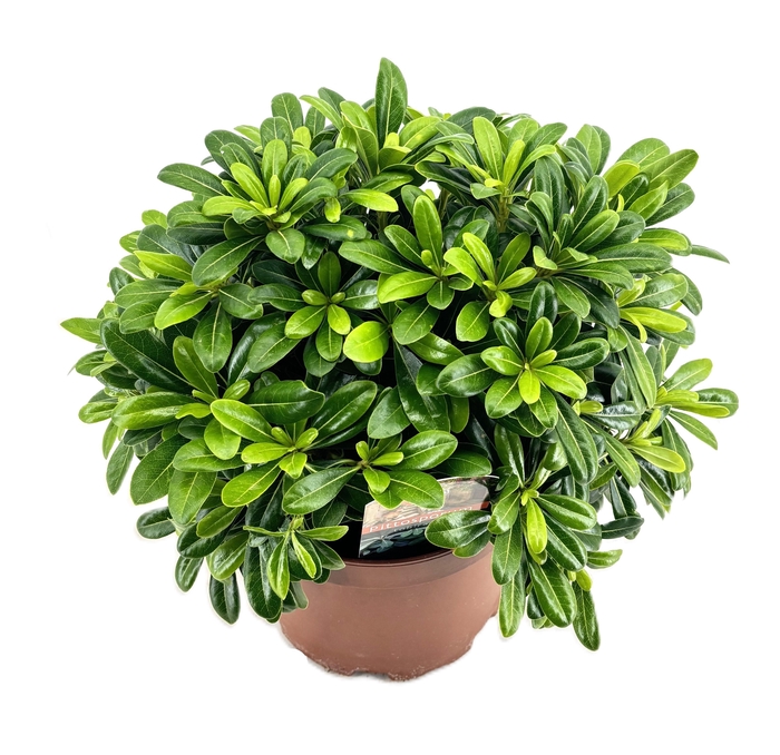 <h4>Pittosporum tobira nanum</h4>