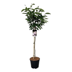 Magnolia soulangeana