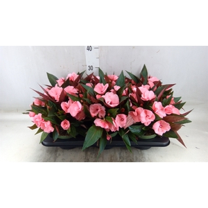 Impatiens NG 'Tamarinda Pink'