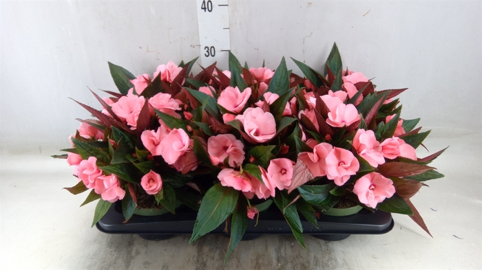 <h4>Impatiens NG 'Tamarinda Pink'</h4>