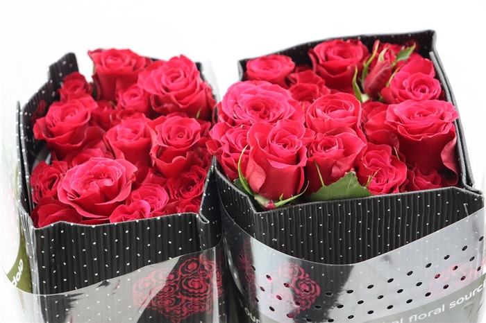 <h4>R Tr Bella Raspberry</h4>