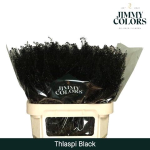 Thlaspi Gekleurd Black