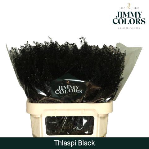 <h4>Thlaspi Gekleurd Klbh. Zwart</h4>