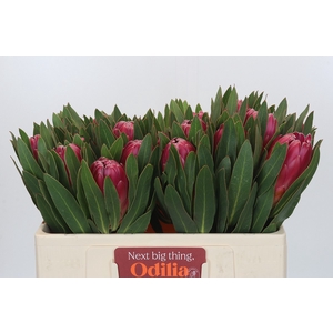 Protea Brenda