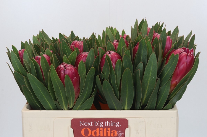 <h4>Protea Brenda</h4>