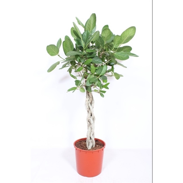 <h4>Ficus Benghalensis</h4>