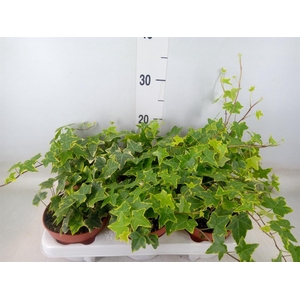 Hedera helix 'Goldchild'