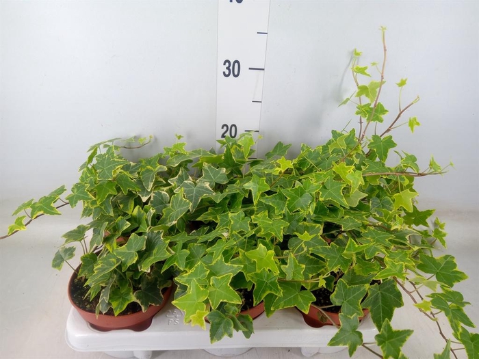 <h4>Hedera helix 'Goldchild'</h4>