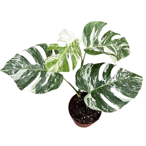 Monstera Deliciosa Variegata