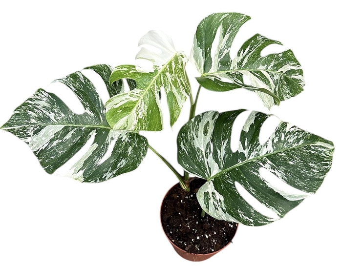 <h4>Monstera Deliciosa Variegata</h4>