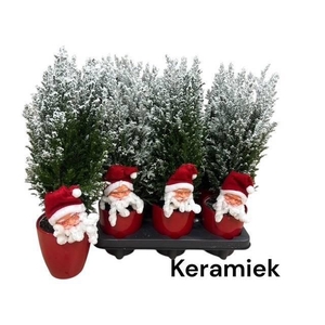 KERSTBOOM VERSIERD
