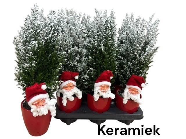 <h4>KERSTBOOM VERSIERD</h4>