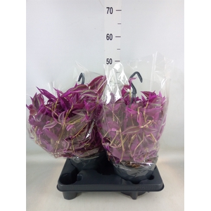 Tradescantia zebr. 'Pink Paradise'