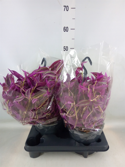 <h4>Tradescantia zebr. 'Pink Paradise'</h4>