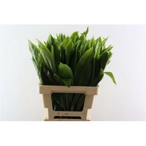 Cordyline Frut Green Top 52 Cm