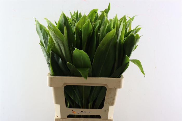 <h4>Cordyline Frut Green Top 62cm</h4>