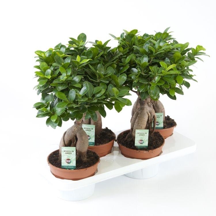 <h4>Ficus Mi Ginseng</h4>