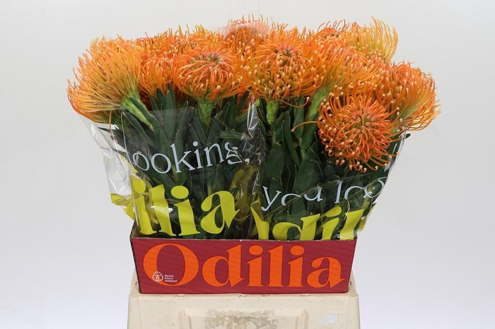 <h4>LEUCO AYOBA PEACH</h4>