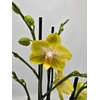 Phalaenopsis overig
